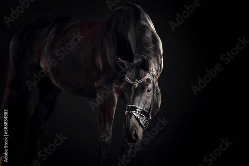 Pferd im Studio © AZ Woodring