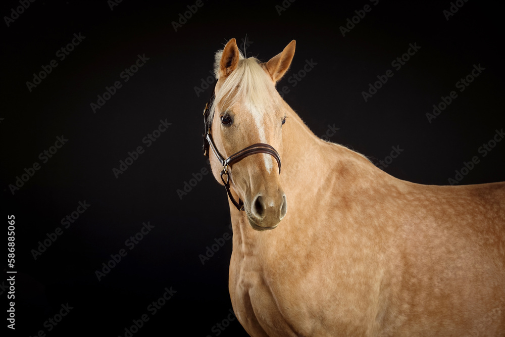 Fototapeta premium Pferd im Studio
