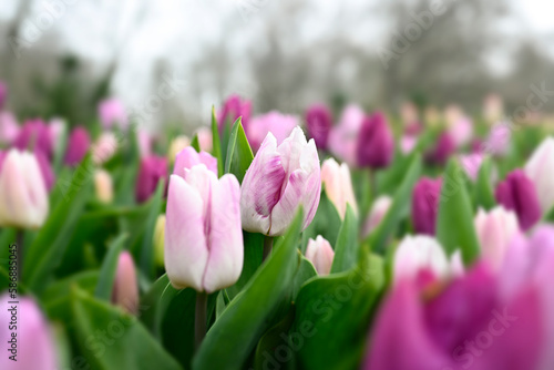 Purple, pink white tulips in a garden