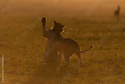 Lions Cubs Playing