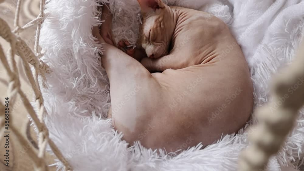 a cat of the Canadian Sphynx breed sleeps in a hammock in a white woolen plait a cat of the Canadian Sphynx breed sleeps in a hammock in a white woolen plait