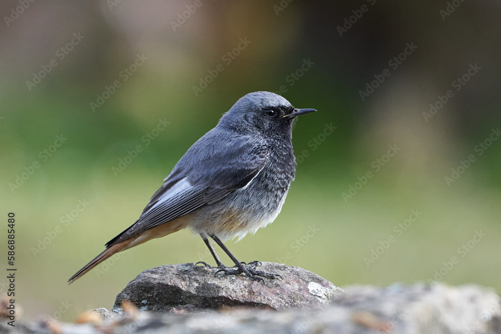 Fototapeta premium Beautiful profile portrait of a Black Redstart on a rock in the forests of Andalusia, Spain, Europe