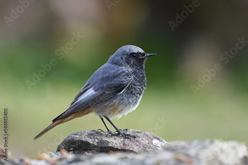 Beautiful profile portrait of a Black Redstart on a rock in the forests of Andalusia, Spain, Europe