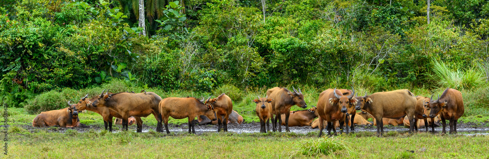 African forest buffalo (Syncerus caffer nanus) in Lango Bai. Odzala-Kokoua National Park. Cuvette-Ouest Region. Republic of the Congo African forest buffalo (Syncerus caffer nanus) in Lango Bai. Odzala-Kokoua National Park. Cuvette-Ouest Region. Republic of the Congo