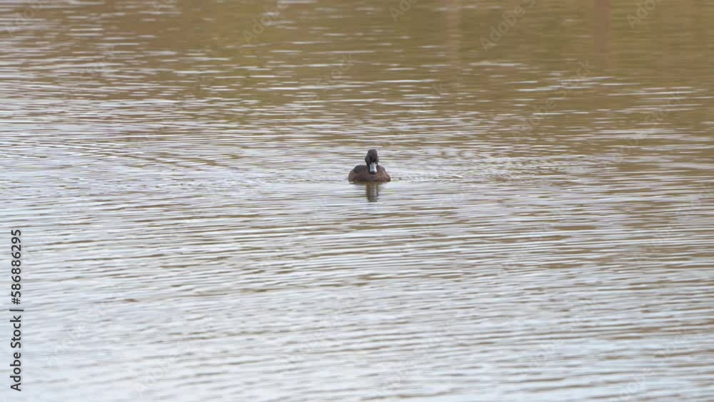 Alone Female Tufted duck cleaning itself on a lake Alone Female Tufted duck cleaning itself on a lake