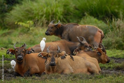 African forest buffalo (Syncerus caffer nanus), yellow-billed oxpecker (Buphagus africanus) and cattle egret (Bubulcus ibis). Lango Bai. Odzala-Kokoua National Park. Cuvette-Ouest. Republic of Congo.