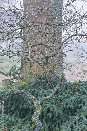 Wallpaper Mural Eisnebel im Park Friedhof, Detail Äste Torontodigital.ca