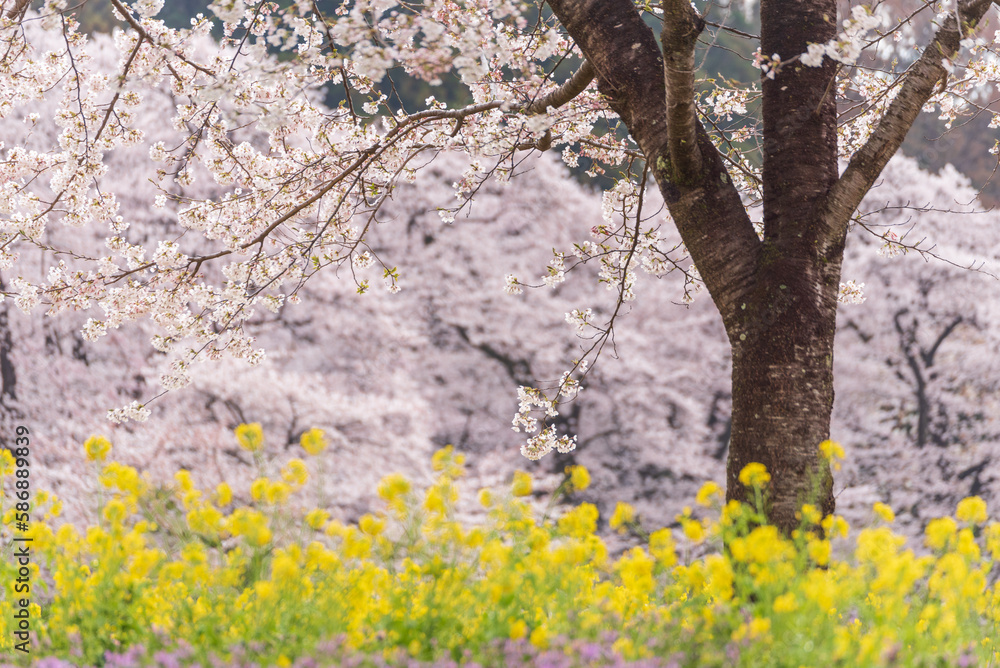 桜と菜の花のある風景　赤城南面千本桜