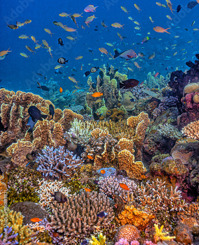 Photography Coral reef South Pacific