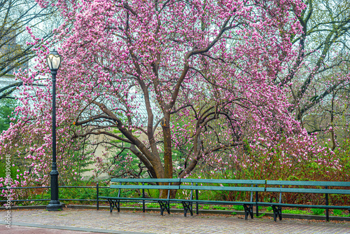 Photography Central Park in spring