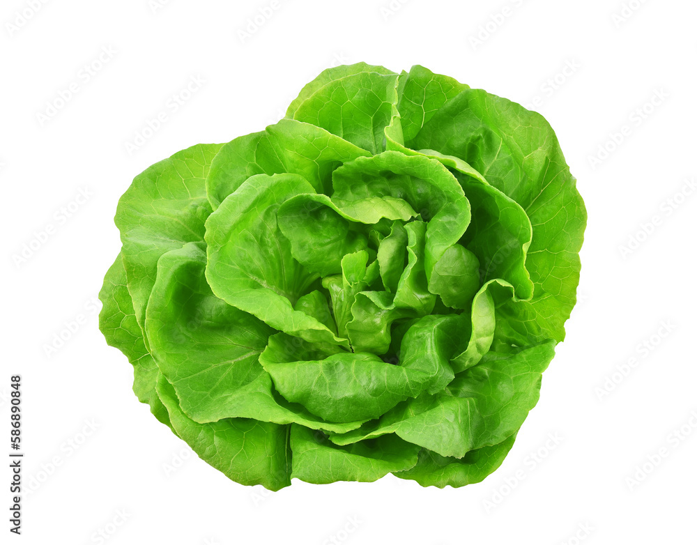 Green butterhead lettuce isolated on transparent background. PNG Green butterhead lettuce isolated on transparent background. PNG