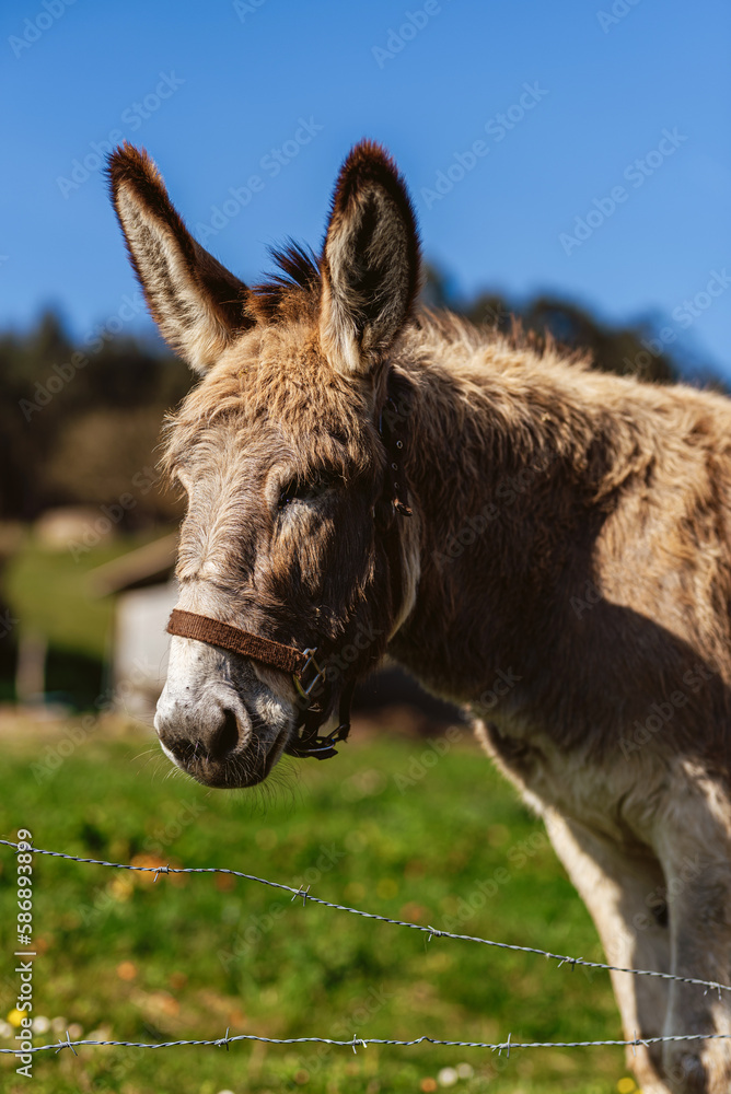 vertical portrait of a donkey in the field. farm animals. cattle. vertical portrait of a donkey in the field. farm animals. cattle.