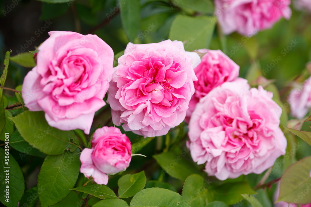 Rosa Rosen, Deutschland Rosa Rosen, Deutschland