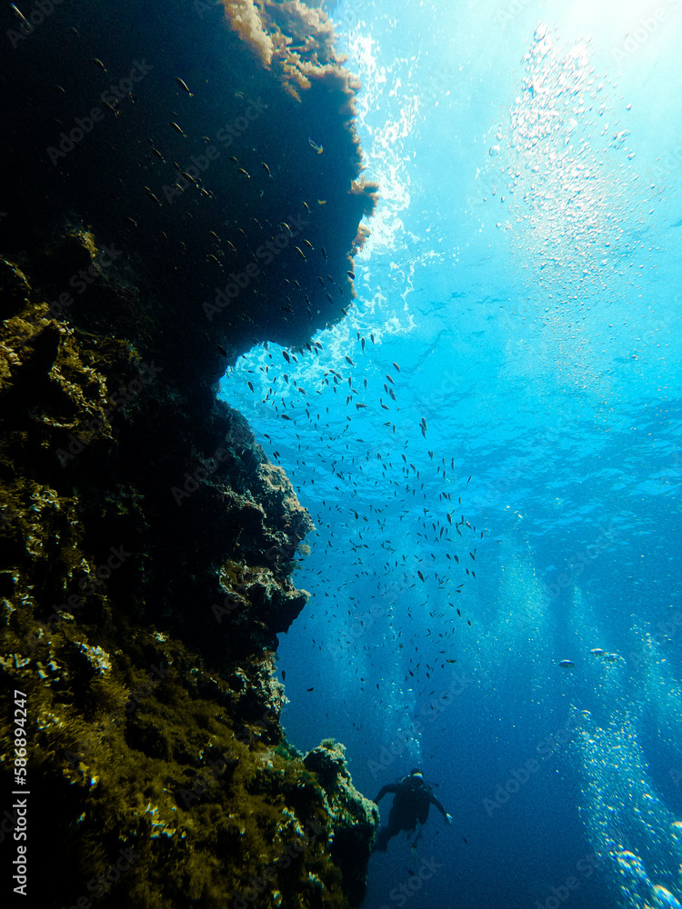 Fototapeta premium coral reef in the sea