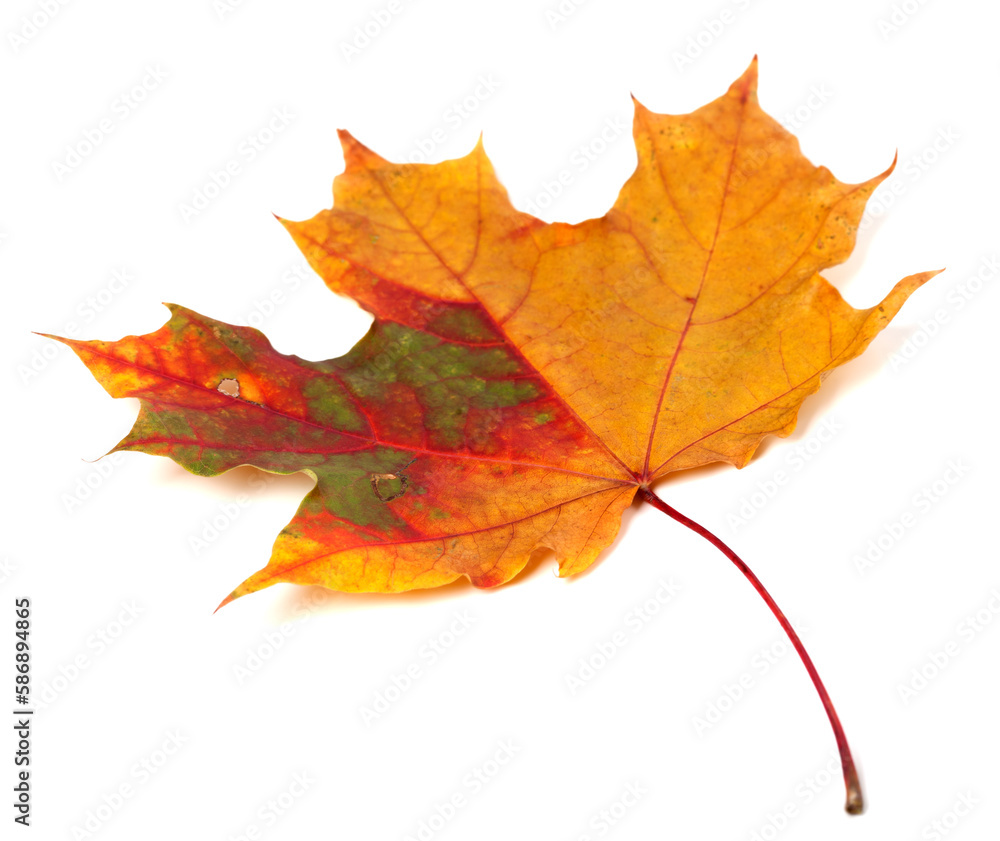 Multicolor autumn maple leaf Multicolor autumn maple leaf