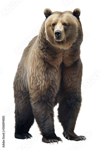 an isolated Grizzly Bear frontal view, strong and inquisitive, wildlife-themed photorealistic illustration on a transparent background cu,tout in PNG. Generative ai © Purple Penguin GFX