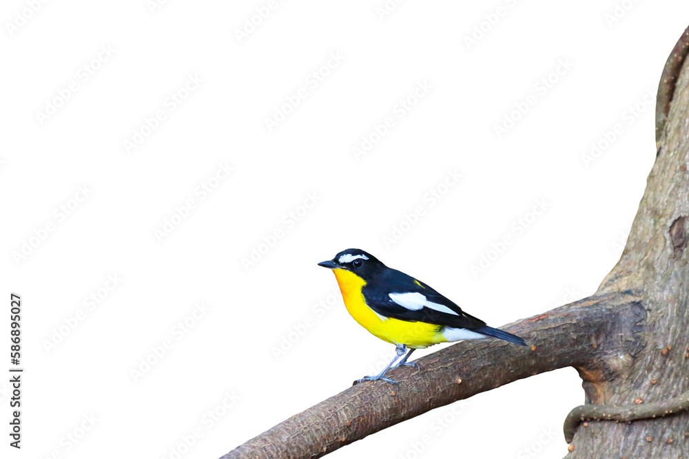 Fototapeta premium Colorful Yellow-rumped flycatcher bird isolated on transparent background png file
