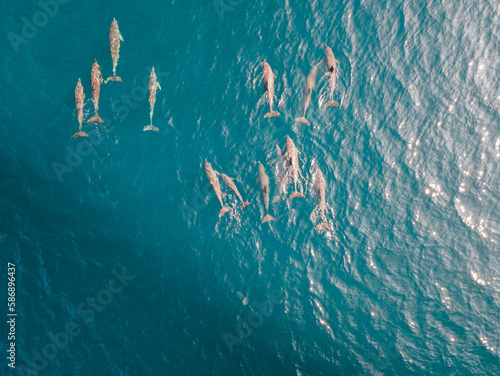 Pod of dolphins swimming in the Indian Ocean, Maldives. 