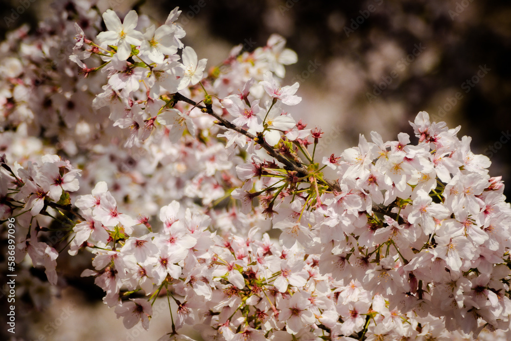 cherry blossom along Meguro River in Tokyo, Japan cherry blossom along Meguro River in Tokyo, Japan