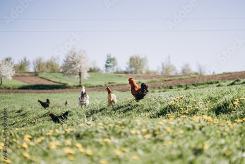 Rooster and chickens in a blooming field in spring