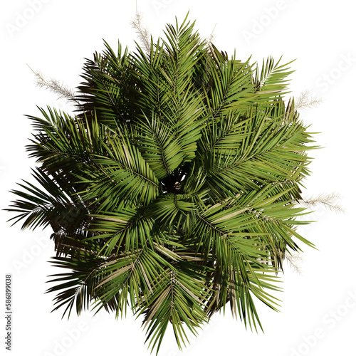 coconut tree, beautiful palm tree from above, isolated on transparent background
