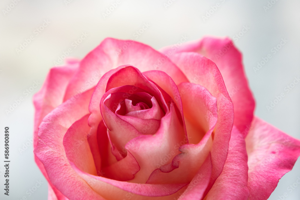 Pink rose gentle background, flowers pattern. Pink rose gentle background, flowers pattern.