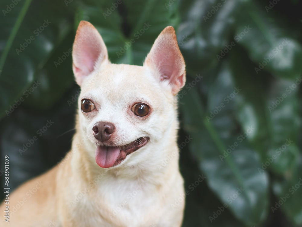  cute brown short hair chihuahua dog sitting  on green grass in the garden, looking away curiously.