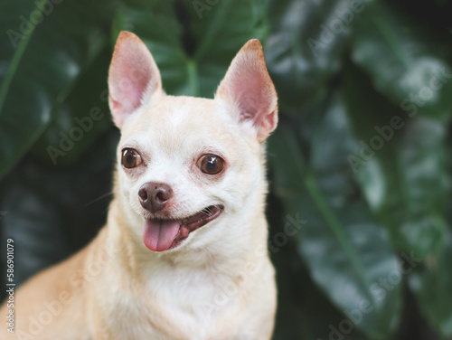 cute brown short hair chihuahua dog sitting  on green grass in the garden  looking away curiously.