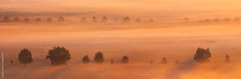Foggy fields with rows of trees in the warm light of sunrise