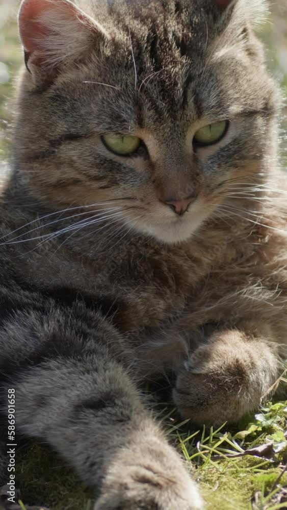Vertical video. A gray-brown cat with yellow eyes lies on the grass and looks straight ahead. Portrait of a domestic animal in nature. Vertical video. A gray-brown cat with yellow eyes lies on the grass and looks straight ahead. Portrait of a domestic animal in nature.