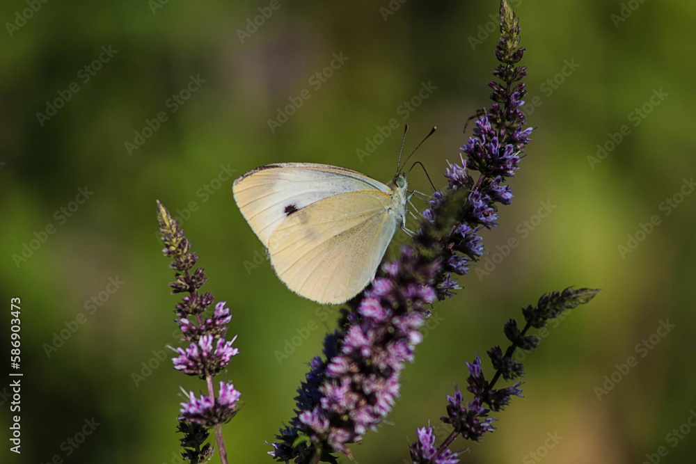 Naklejka premium A butterfly wandering around in nature. maybe the last day