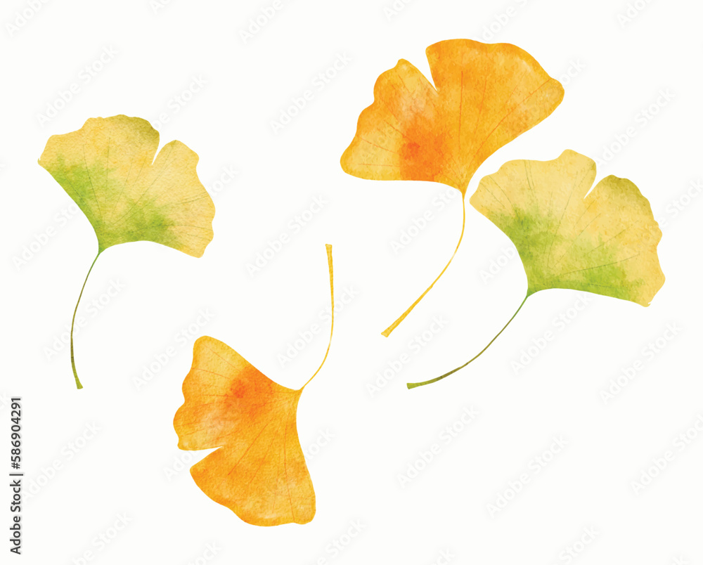 Naklejka premium ginko leaves