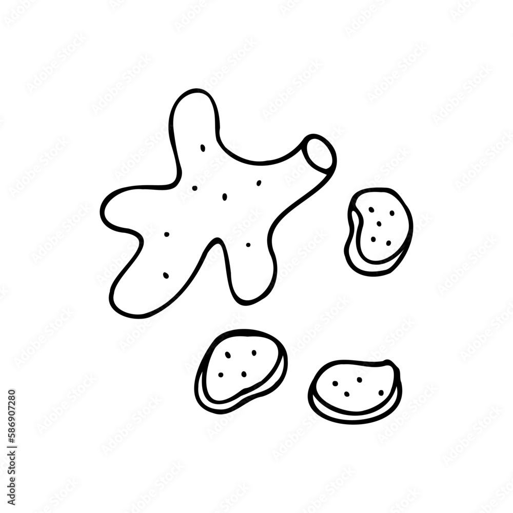 Ginger root. Perennial. Spice. Immunity booster product. Doodle. Vector illustration. Hand drawn. Outline. Ginger root. Perennial. Spice. Immunity booster product. Doodle. Vector illustration. Hand drawn. Outline.