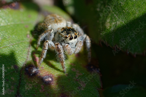 Female Carrhotus xanthogramma (Jumping spider) on a leaf