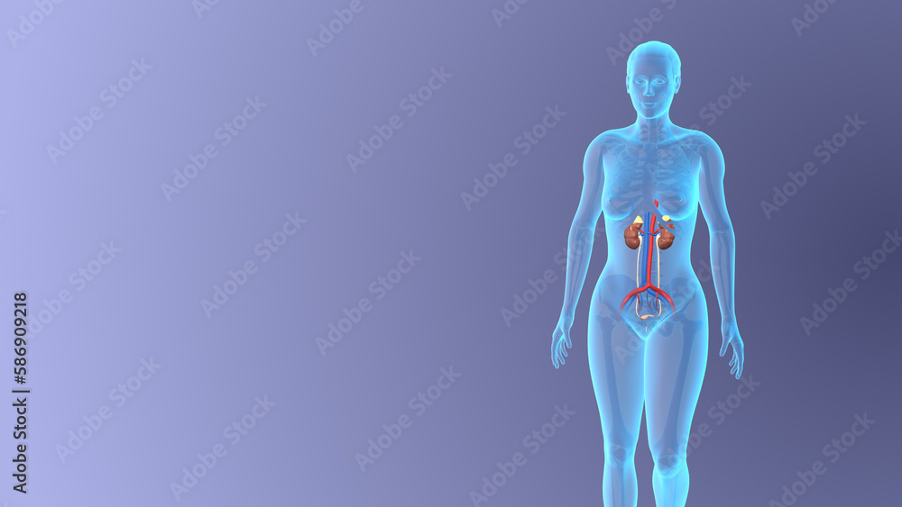 Anatomy of female Urinary system medical concept Stock Illustration