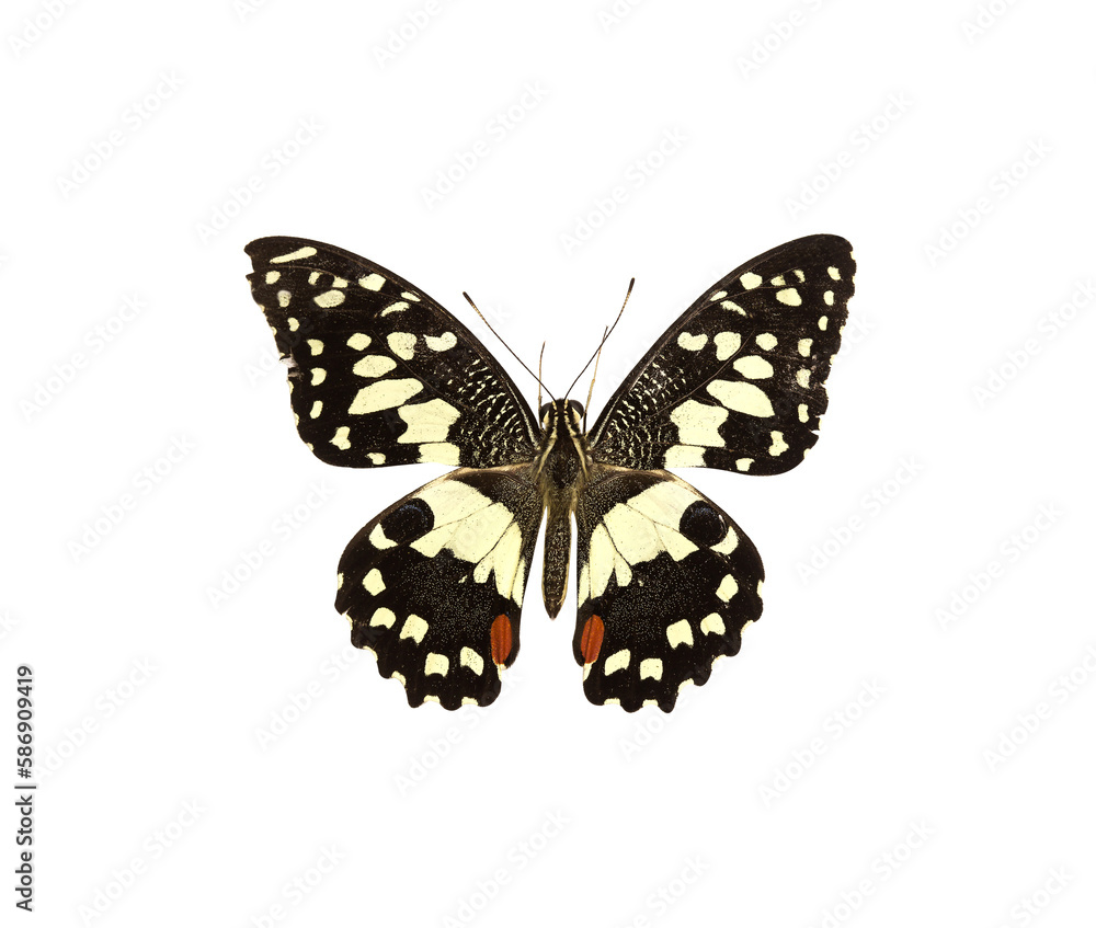 Fototapeta premium Beautiful butterfly isolated on transparent background with clipping path, single Beautiful butterfly with clipping path and alpha channel. for both printing and web pages.