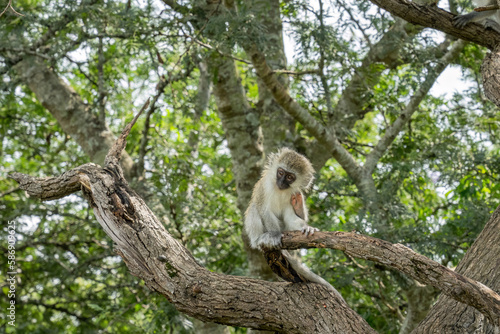 A small vervet monkey sitting on a tree branch scratching itself.