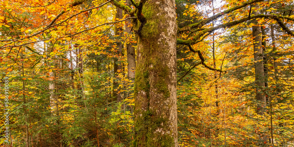 Autumn Mixed Forest View from Park of Linderhof Palace, Bavarian Alps, Oberammergau, Bavaria, Germany, Europe