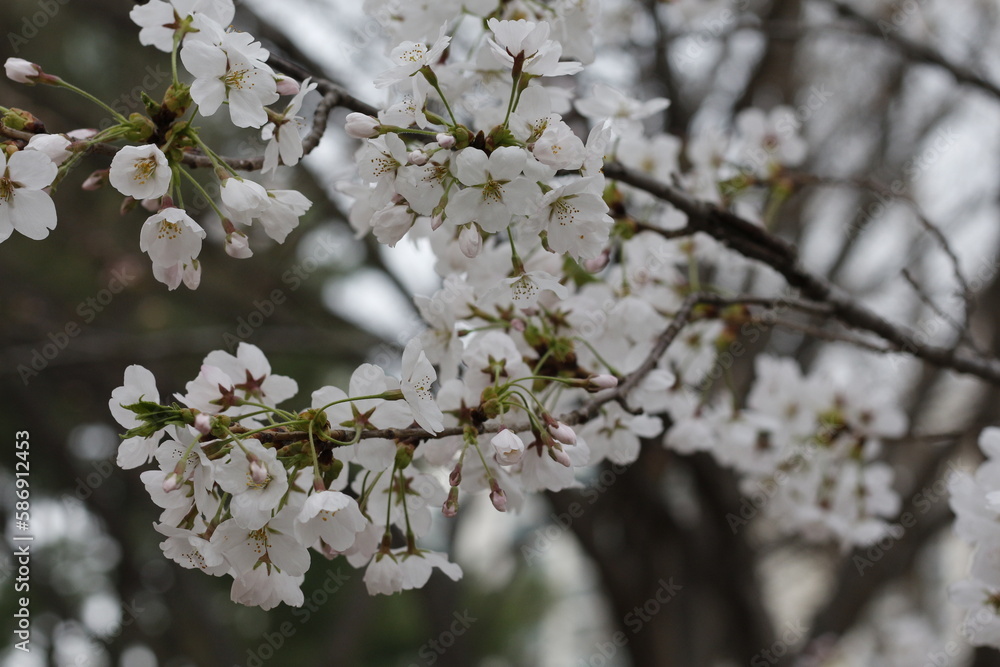 cherry blossoms cherry blossoms
