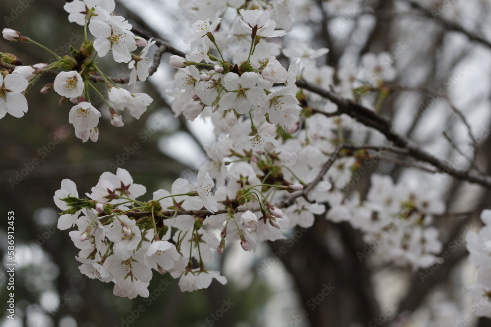 cherry blossoms