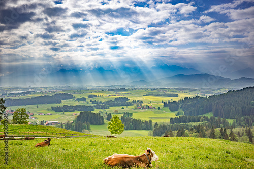 Allgäuer Kuh im Frühling