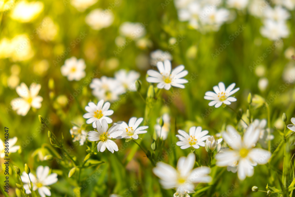 Flowerbed of beautiful white flowers on green lawn background. Group of delicate flowers in the period of active flowering in spring. Romantic natural background for all vivid moments of life Flowerbed of beautiful white flowers on green lawn background. Group of delicate flowers in the period of active flowering in spring. Romantic natural background for all vivid moments of life