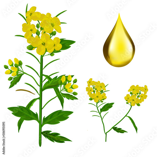 Vector yellow Mustard plant and drop
