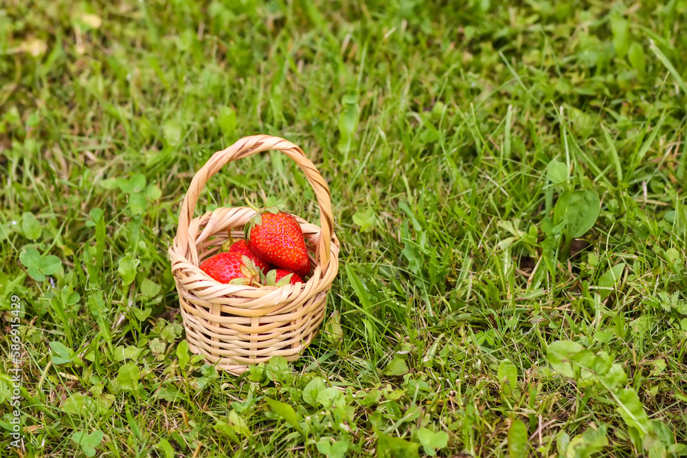 Fresh ripe strawberries in small wicker basket outdoors.