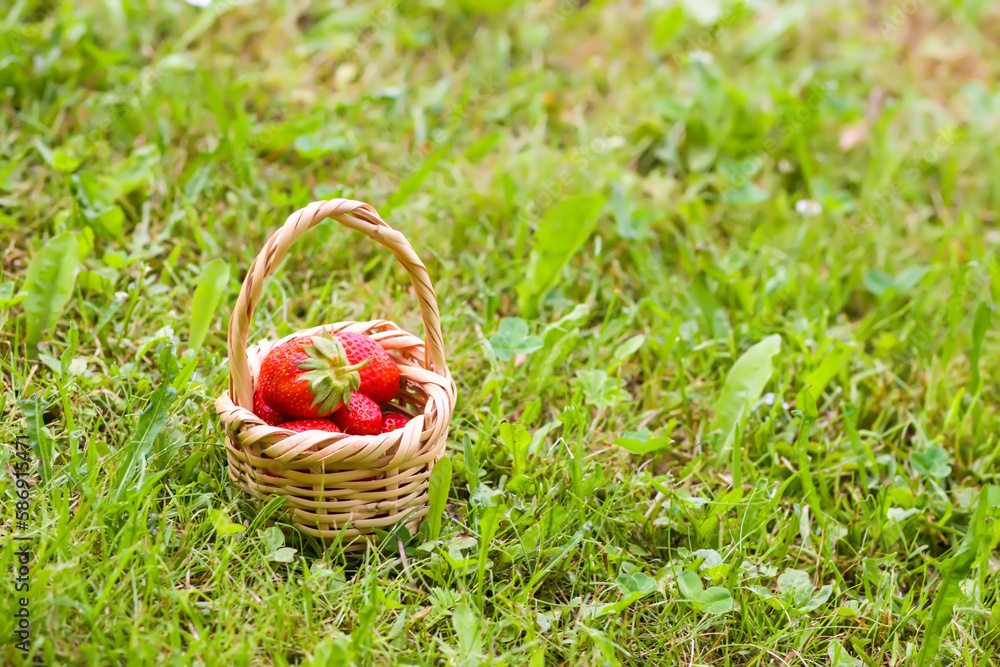 Fresh ripe strawberries in small wicker basket outdoors. Fresh ripe strawberries in small wicker basket outdoors.
