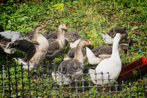 A flock of geese and ducks roam the green paddock on a summer day