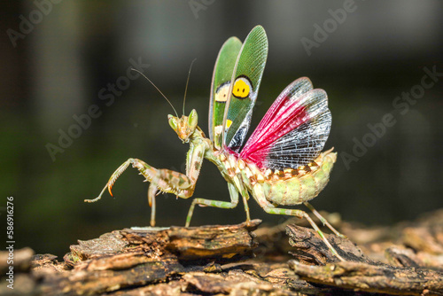 Indian Flower Mantis, Asian Flower mantis, Jeweled Flower Mantis (Creobroter gemmatus) photo