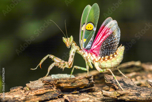 Indian Flower Mantis, Asian Flower mantis, Jeweled Flower Mantis (Creobroter gemmatus)