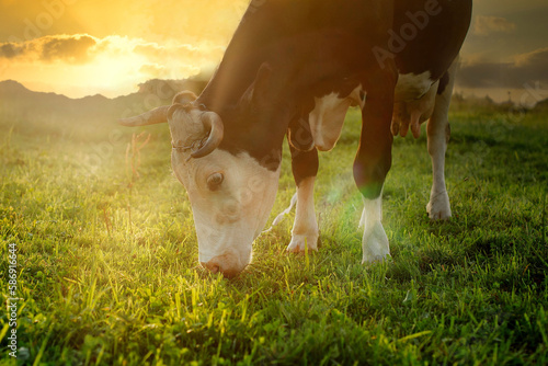 Fotografie A black and white cow is grazing, eating blades of grass on a green pasture at s