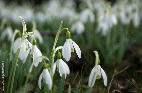 Snowdrop flowers at the beginning of spring